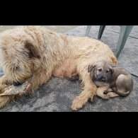 Irish Wolfhound