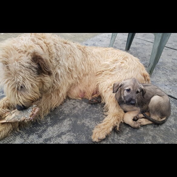 Irish Wolfhound