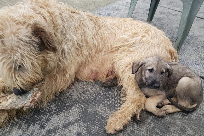 Irish Wolfhound