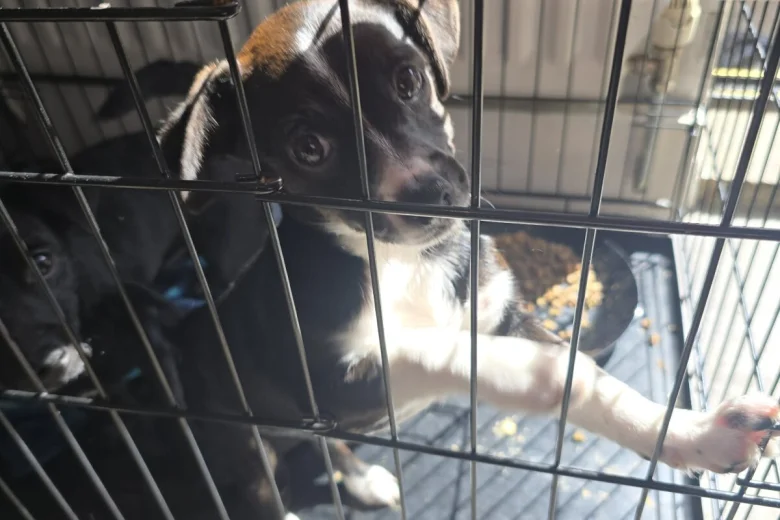 Mixed Breed