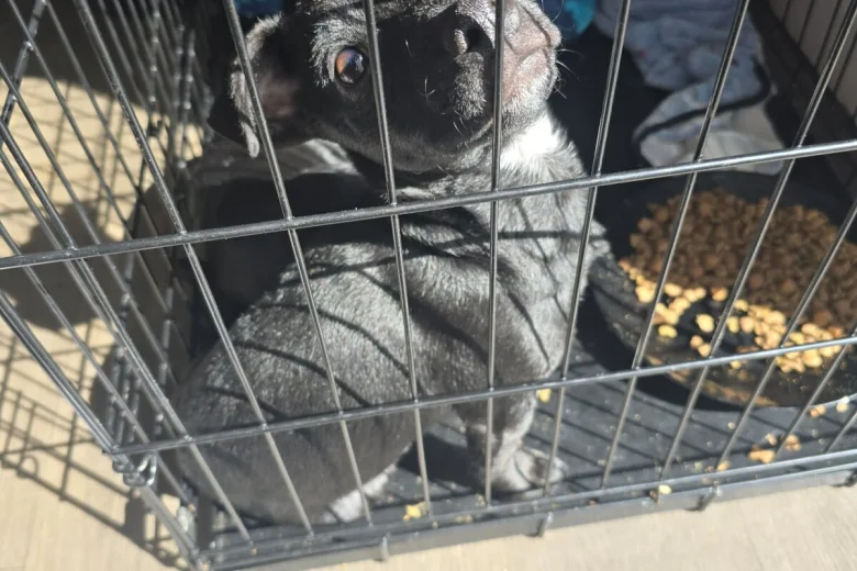 Mixed Breed