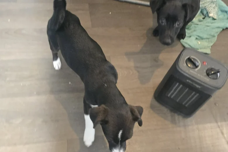 Mixed Breed