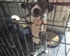 Mixed Breed