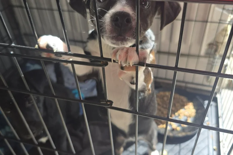 Mixed Breed