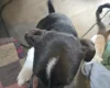 Mixed Breed