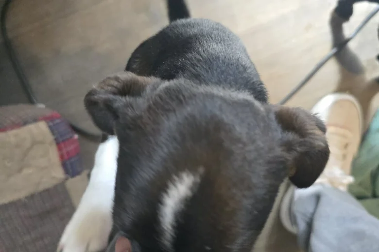 Mixed Breed