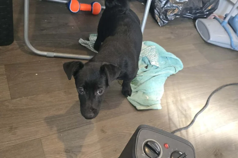 Mixed Breed