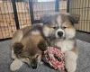 Japanese Akita Inu