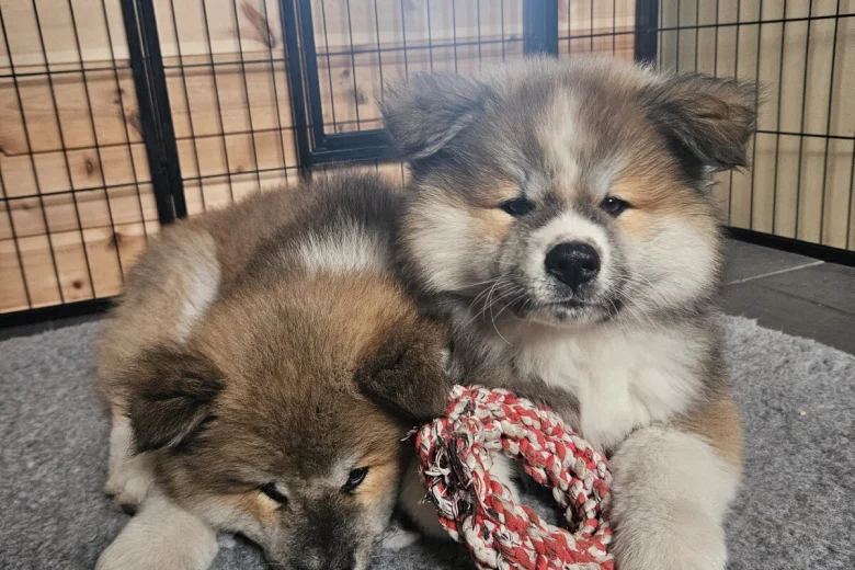Japanese Akita Inu