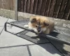 Japanese Akita Inu