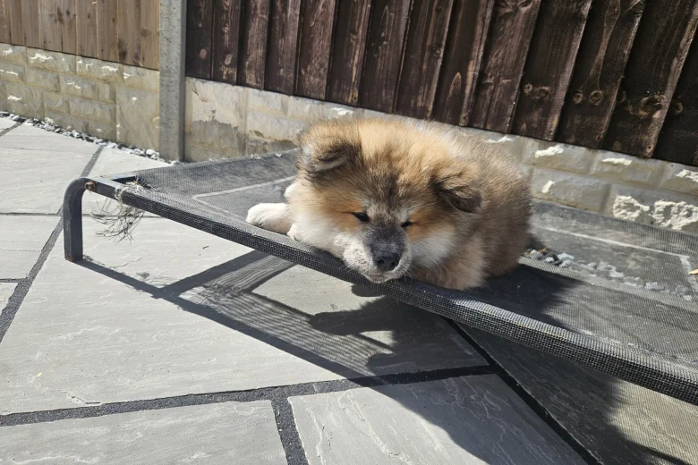 Japanese Akita Inu