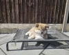 Japanese Akita Inu