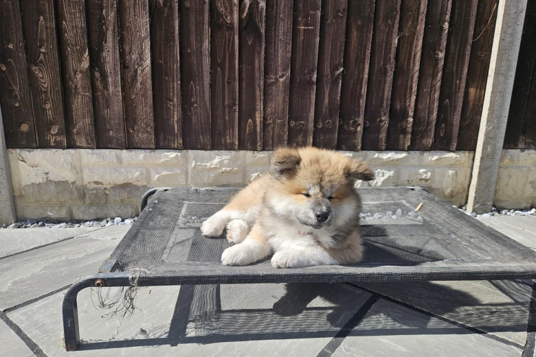 Japanese Akita Inu