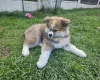 Japanese Akita Inu