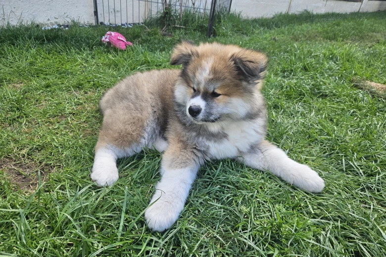 Japanese Akita Inu