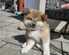 Japanese Akita Inu