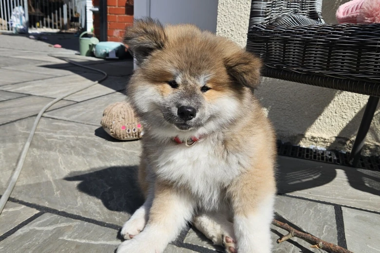 Japanese Akita Inu