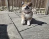 Japanese Akita Inu
