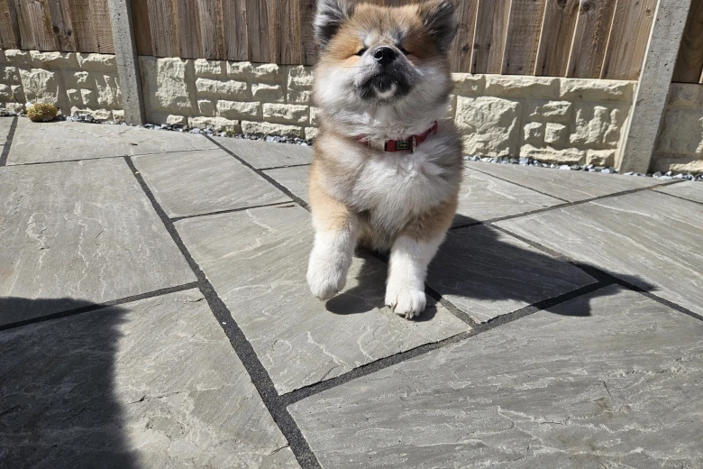 Japanese Akita Inu