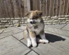 Japanese Akita Inu