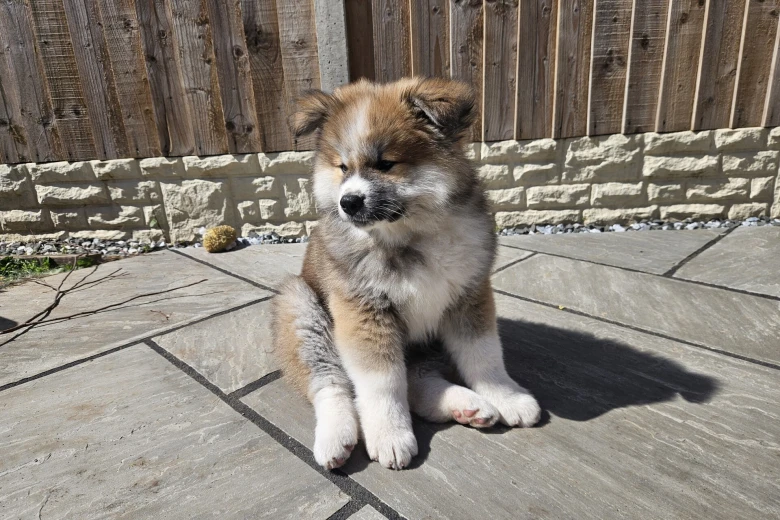 Japanese Akita Inu