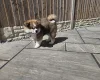 Japanese Akita Inu