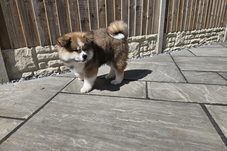 Japanese Akita Inu