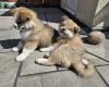 Japanese Akita Inu