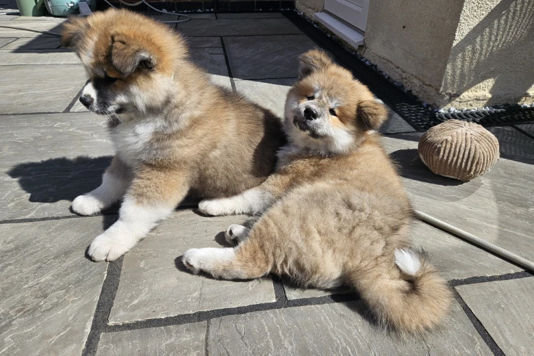 Japanese Akita Inu