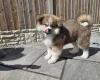 Japanese Akita Inu