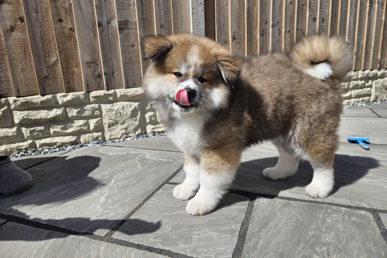 Japanese Akita Inu