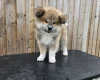 Japanese Akita Inu