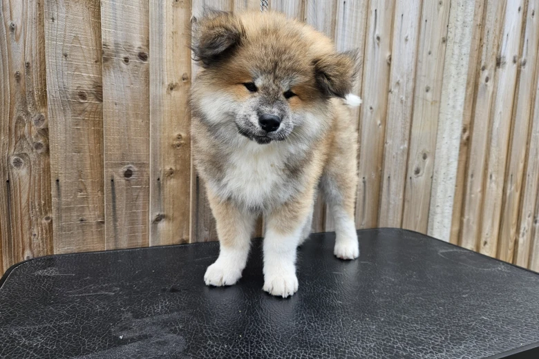 Japanese Akita Inu
