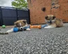 Japanese Akita Inu