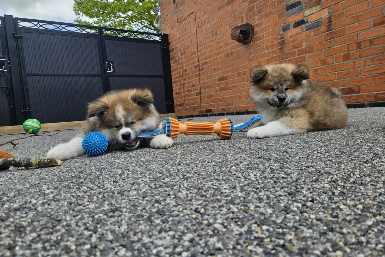 Japanese Akita Inu