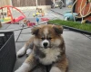 Japanese Akita Inu