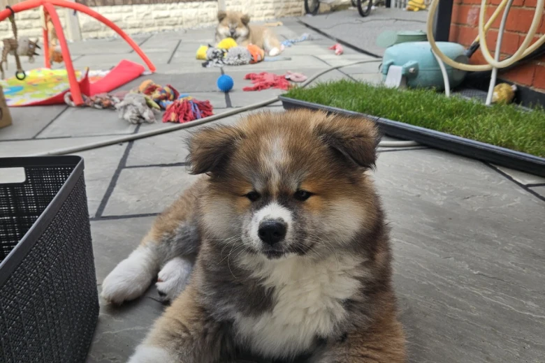 Japanese Akita Inu