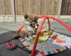 Japanese Akita Inu