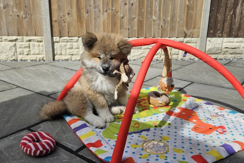 Japanese Akita Inu