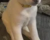 Japanese Akita Inu
