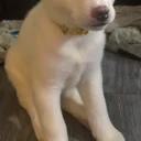 Japanese Akita Inu