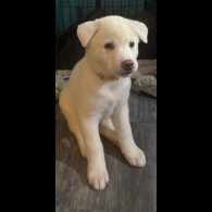 Japanese Akita Inu