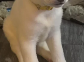 Japanese Akita Inu