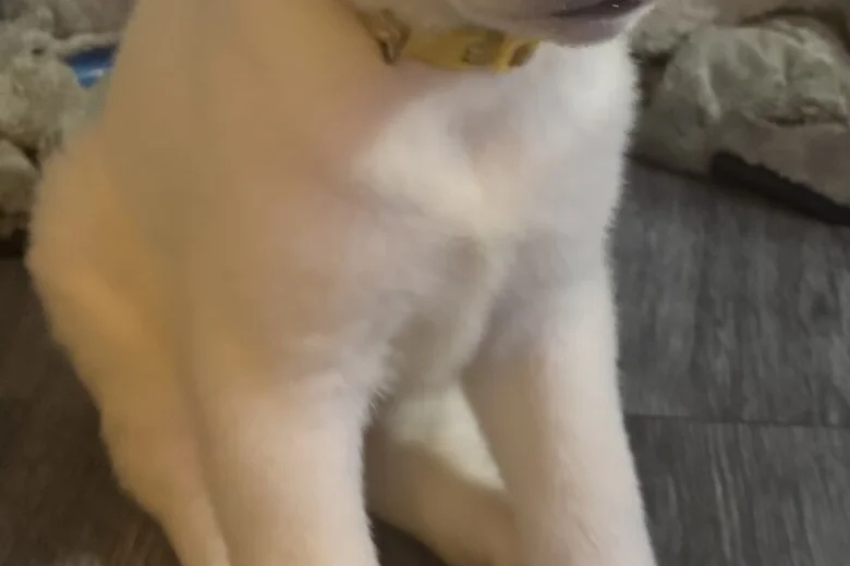 Japanese Akita Inu