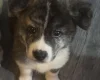 Japanese Akita Inu