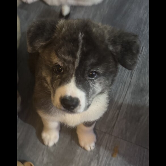 Japanese Akita Inu