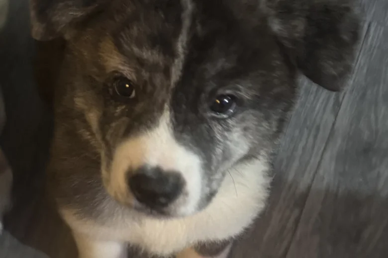 Japanese Akita Inu