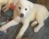 Japanese Akita Inu