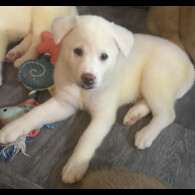 Japanese Akita Inu
