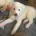 Japanese Akita Inu